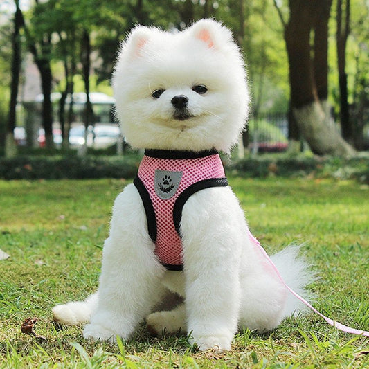 Adjustable Pet Car Seat Belt – Safety Travel Leash for Pets - 50kobo